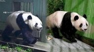 双子パンダ「シャオシャオ」「レイレイ」が中国・四川省に到着…姉「シャンシャン」と母「シンシン」が暮らす施設で検疫