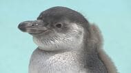 体重89gから2.8kgに　すくすく成長！フンボルトペンギンのヒナが元気いっぱい　長野・須坂市動物園
