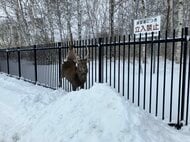 柵に引っ掛かり動けないエゾシカ…高さ2メートルの柵を飛び越えようとしたか？左足付け根に刺さり大けがも警戒緩めず大暴れ…警察官が注意呼びかけ＿麻酔で捕獲（北海道千歳市）