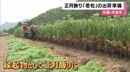 正月飾り「丹波若松」の出荷準備　『三大産地』の兵庫・丹波市　…