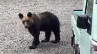 【ヒグマ速報・動画あり】体長1メートルほどのクマが住宅付近を徘徊し“ゴミ箱をひっくり返してあさる…5月に入り目撃が相次いだため山で駆除される〈北海道根室市〉