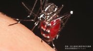 殺虫剤と虫よけは来年の分まで備蓄して！またデング熱が流行って品薄になってもすぐには増産できない理由