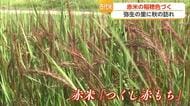 「赤いじゅうたん」のように…吉野ヶ里歴史公園で赤米が見ごろ【佐賀県】