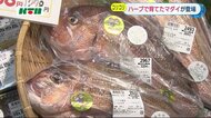 長崎の水産加工会社と卸売業者がタッグ!ハーブで育てた養殖マダイの新ブランド誕生