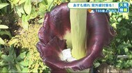 ”疑惑”の花「ギガス」とは別種と判明「実は２度目の挑戦…」広…
