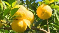 風味際立つ“料理の名脇役”…「ユズ」 岡山県内一の産地で収穫始まる 12月上旬まで【岡山・久米南町】