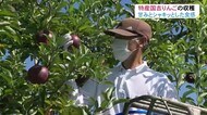 高岡市特産「国吉りんご」収穫…実は例年よりも大きい