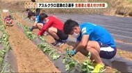J3・アスルクラロ沼津 選手がサツマイモの植え付け
