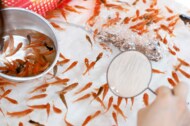 夏祭り中止で金魚の出荷数ほぼゼロ…残された金魚はどうなる?養魚組合に聞いた