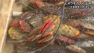 天草郡苓北町でヒオウギガイの出荷【熊本】