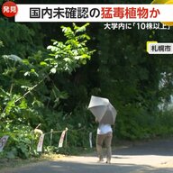 「前からあったと思う」北海道大学に国内未確認の猛毒ジャイアント・ホグウィード10株以上発見　周辺を立ち入り禁止に　札幌市
