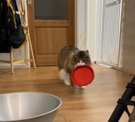 「ウチの猫が犬すぎる」飼い主が投げたディスクを取ってくる猫が可愛い…まれに口でキャッチも！？