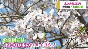 えひめ桜だより 宇和島・丸山公園【愛媛】