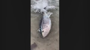真夏の海水浴場に体長2メートルのマグロ出現…理由について専門家は