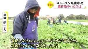 熊本県内 最強寒波で農家は?