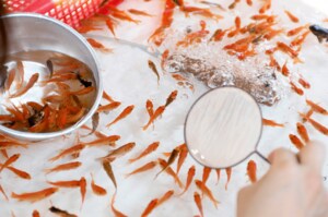 夏祭り中止で金魚の出荷数ほぼゼロ…残された金魚はどうなる?養魚組合に聞いた