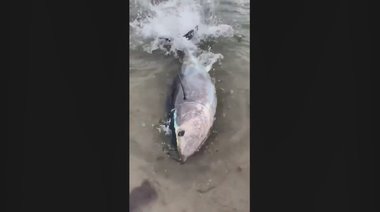 真夏の海水浴場に体長2メートルのマグロ出現…理由について専門家は