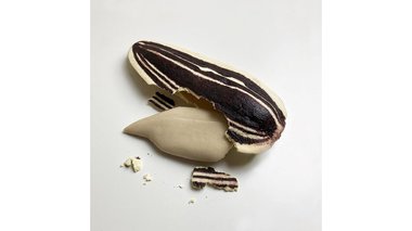 妹のために作った人間サイズの“ひまわりの種クッキー”…話題作連発のアイデアの秘訣を聞いた