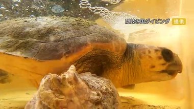 網に絡まり、足は壊死…瀕死のウミガメを保護 おなかにはプラごみやライターの部品【島根発】