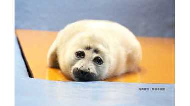 「可愛すぎて悶絶」アザラシの赤ちゃんがまるで“ぬいぐるみ”みたい…鳥羽水族館に聞いてみた
