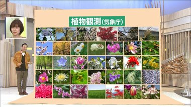 季節の目安となる「動植物の観測」を気象庁が見直し 34種から6種に激減の背景は?