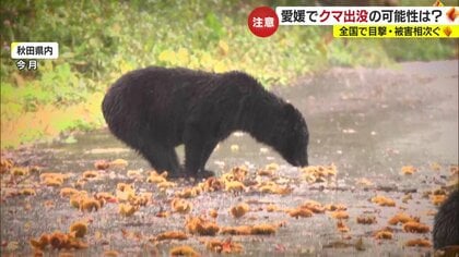 【過去最悪】相次ぐクマ被害 もしクマに遭遇したら？　「パニックにならず冷静に」刺激を与えず動かずゆっくり後ろへ