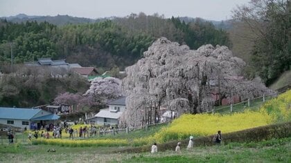 《ふくしま桜紀行2026》三春滝桜　樹齢1000年以上…圧巻の佇まいは今年も　国の天然記念物