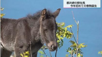 野生馬の赤ちゃん「春駒」ことし初めての誕生　紺碧の海をのぞむ都井岬で母馬について歩く愛らしい姿に癒やされる　宮崎県串間市