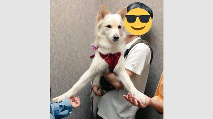 勇気をもらっている？エレベーターが苦手なワンちゃんの姿が可愛い…“手”を握られて安心？状況を飼い主に聞いた