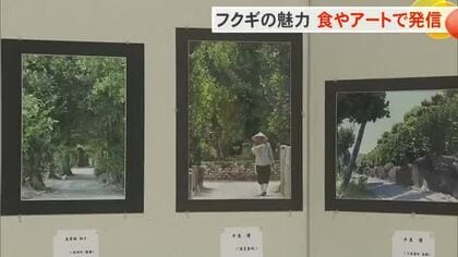 2月9日は「フクギの日」　本部町で芸術と食の展示会