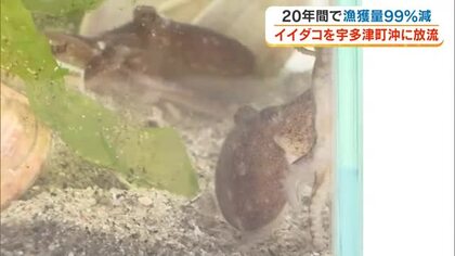 漁獲量激減の「イイダコ」資源回復へ！県が宇多津町沖合に体長約３センチの幼体約２７００匹を放流【香川】