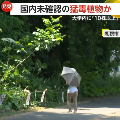 「前からあったと思う」北海道大学に国内未確認の猛毒ジャイアント・ホグウィード10株以上発見　周辺を立ち入り禁止に　札幌市