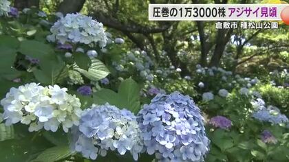 空に伸びるように咲き誇る1万３０００株のアジサイは圧巻の光景！倉敷市の種松山公園西園地で見頃【岡山】