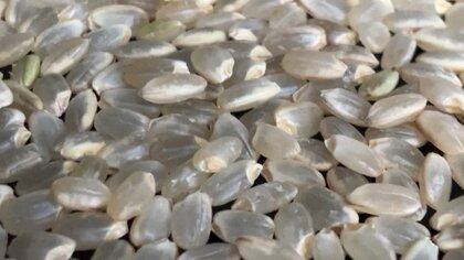 【大打撃】家計のピンチは“HERO野菜”が救う？　夏の猛暑＆水不足で農作物が軒並み高騰　米の収穫が“高温障害”で4割減