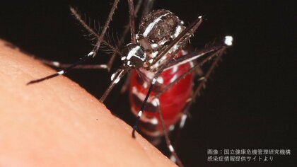 殺虫剤と虫よけは来年の分まで備蓄して！またデング熱が流行って品薄になってもすぐには増産できない理由