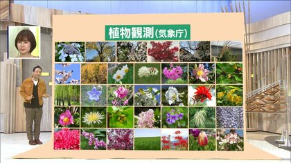 季節の目安となる「動植物の観測」を気象庁が見直し　34種から6種に激減の背景は？