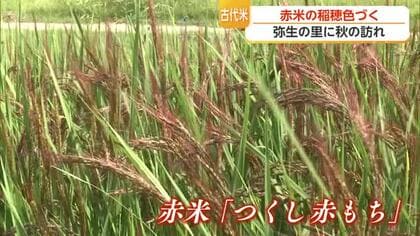 「赤いじゅうたん」のように…吉野ヶ里歴史公園で赤米が見ごろ【佐賀県】