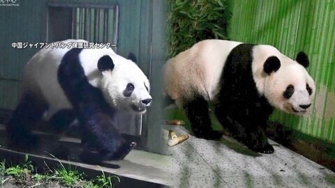 双子パンダ「シャオシャオ」「レイレイ」が中国・四川省に到着&hellip;姉「シャンシャン」と母「シンシン」が暮らす施設で検疫
