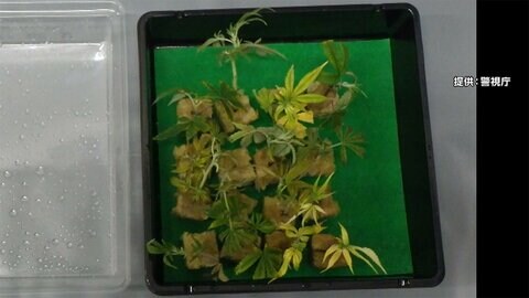 夫婦がマンションで大麻栽培 「自分で吸うため...」テントも設置
