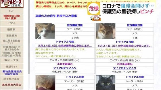 捨てネコを殺処分から救えない 新型コロナでネコの里親探しが難航 宮城発