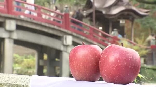 青森から福岡へ『りんごの使節』 太宰府天満宮に「サンジョナゴールド