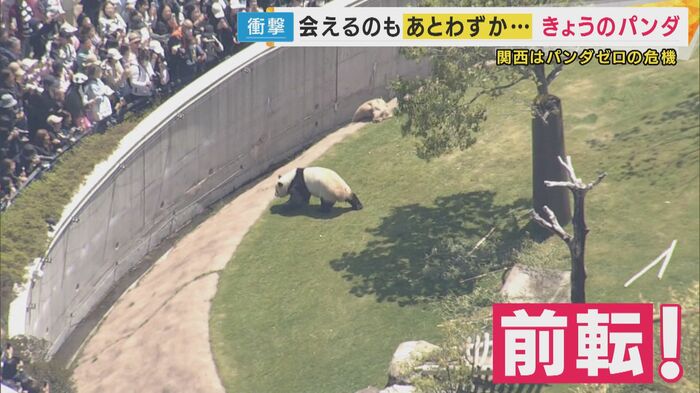 パンダが前転!
