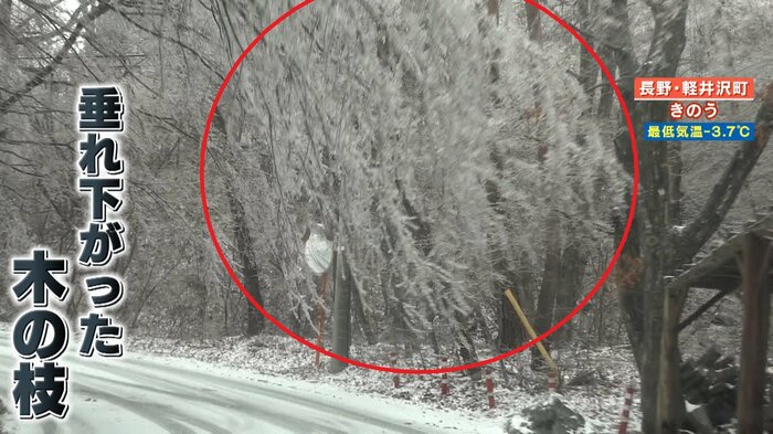 走行する車のフロントガラスに、大きく垂れ下がった枝があたる