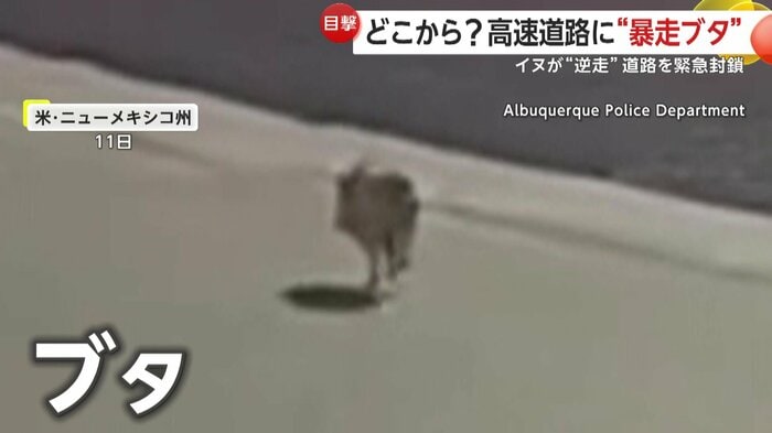 高速道路を疾走するブタ