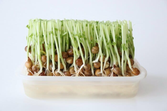 豆苗再収穫を目指して栽培1日目