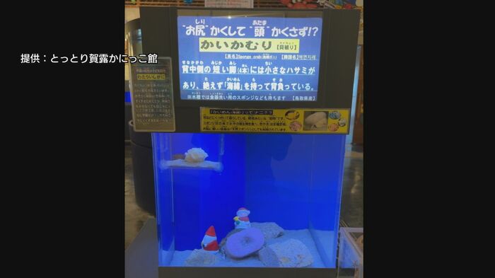 カイカムリ展示水槽