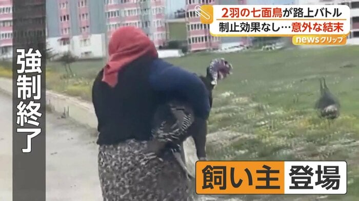 大人しく飼い主に連れ出される七面鳥（IHA）