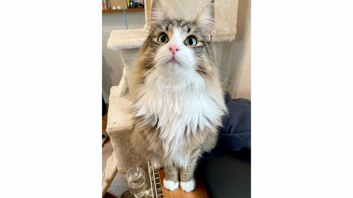 しろあんちゃん(提供:しろあんでっかい北欧猫さん)