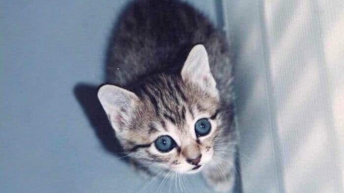 子猫時代のモカちゃん(提供:飼い主さん)