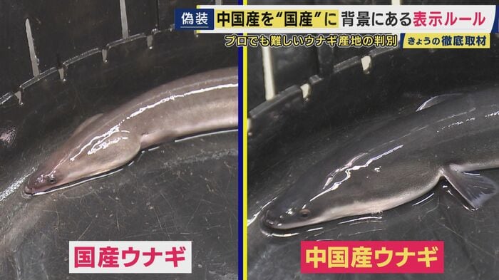 左側は国産、右側は中国産